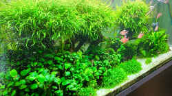 Pflanzen im Aquarium Fluval Profile 1500 Kundenaquarium