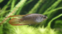 Macropodus ocellatus ´Wuxi´ Rundschwanzmakropode Dez. 2020