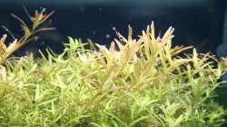 Rotala rotundifolia ´Gia Lai´ / ´H´Ra´