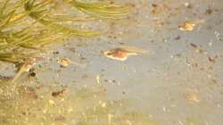 Macropodus ocellatus ´Wuxi´ Nachzucht März 2021 im Aquarium