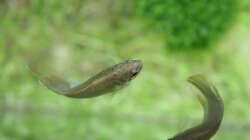 Macropodus ocellatus ´Wuxi´ Rundschwanzmakropode März 2022