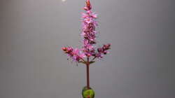 Blüte der Rotala macrandra