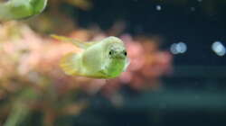 Macropodus ocellatus ´Wuxi´ Rundschwanzmakropode