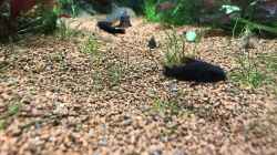 Corydoras aeneus black