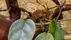 Begonia schulzei - erste Blüte