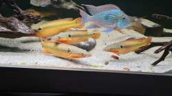 Crenicichla Zebrina & Geophagus Sveni Parana 