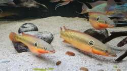 Crenicichla Zebrina 2