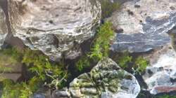 Rotala sp. Gia Lai / H Ra