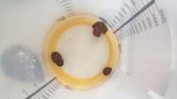 Besatz im Aquarium Another World