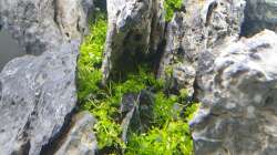 im hinteren Bereich Micranthemum tweediei (´Montecarlo-3´)