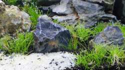 Aquarium Another World