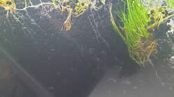 nach 2 Wochen Drystart, es haben sich schon erste sichtbare Wurzeln gebildet