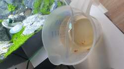 Besatz im Aquarium Another World