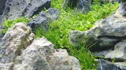 Aquarium Another World