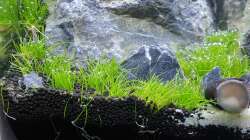 Aquarium Another World