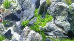 Aquarium Another World