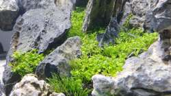 Pflanzen im Aquarium Another World