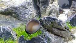 Aquarium Another World