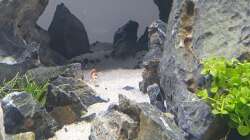 Besatz im Aquarium Another World