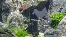 Aquarium Another World