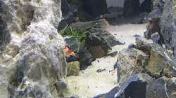 Besatz im Aquarium Another World