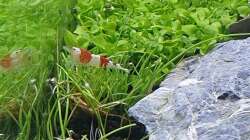 Besatz im Aquarium Another World