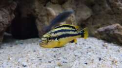 Besatz im Aquarium mein kleiner Malawisee