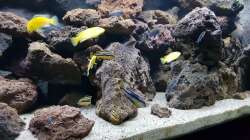 Aquarium mein kleiner Malawisee