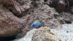Besatz im Aquarium mein kleiner Malawisee