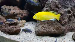 Besatz im Aquarium mein kleiner Malawisee