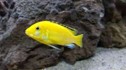 Besatz im Aquarium mein kleiner Malawisee