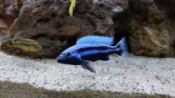 Besatz im Aquarium mein kleiner Malawisee