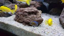 Besatz im Aquarium mein kleiner Malawisee