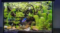 Aquarium Kampffischparadies