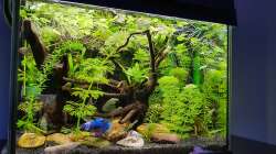 Aquarium Kampffischparadies