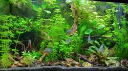 Aquarium Pflanzenparadies