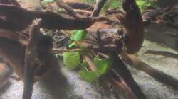 Brasilianischer Wassernabel