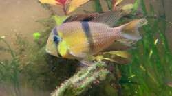 ´der Papa´ Guanacara ´Rio Jatapu´