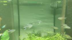 Vermutlich Moenkhausia bonita 