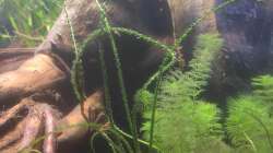 Crinum calamistratum (stammt eig. aus Afrika)