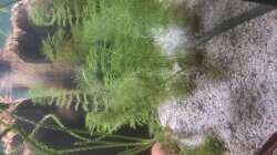 Myriophyllum Guyana 