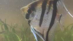 Pterophyllum scalare ´Rio Essequibo´