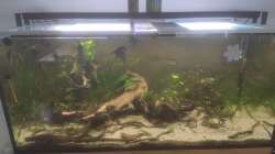 Nach einer großen Pinselalgenplage habe ich versucht alle befallenen blätter zu