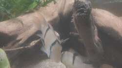 Guianacara mit Jungtieren. 