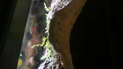 ??ber 10 Jahre trocken und tot, jetzt ergrünt: Javamoos