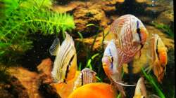 Endlich die ersten Scheiben in der Scheibenwelt! 