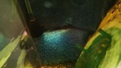 Blick in die Ansaugkammer: Man kann den Wasserstrom am Gitter gut erkennen