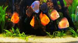 Diskustruppe komplettiert