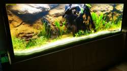 Die Bepflanzung ist noch etwas beliebig angeordnet - da werde ich noch umgestalten