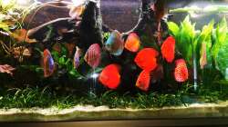 15 bis 18 cm haben nun die meisten Diskusse